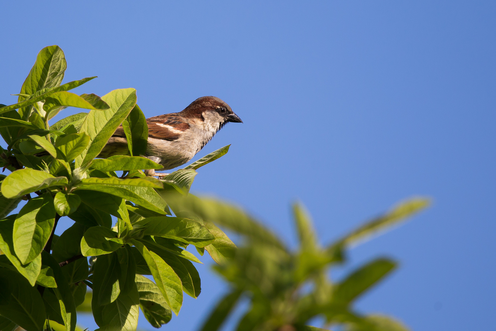 Der Spatz auf dem Baum..