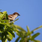 Der Spatz auf dem Baum..