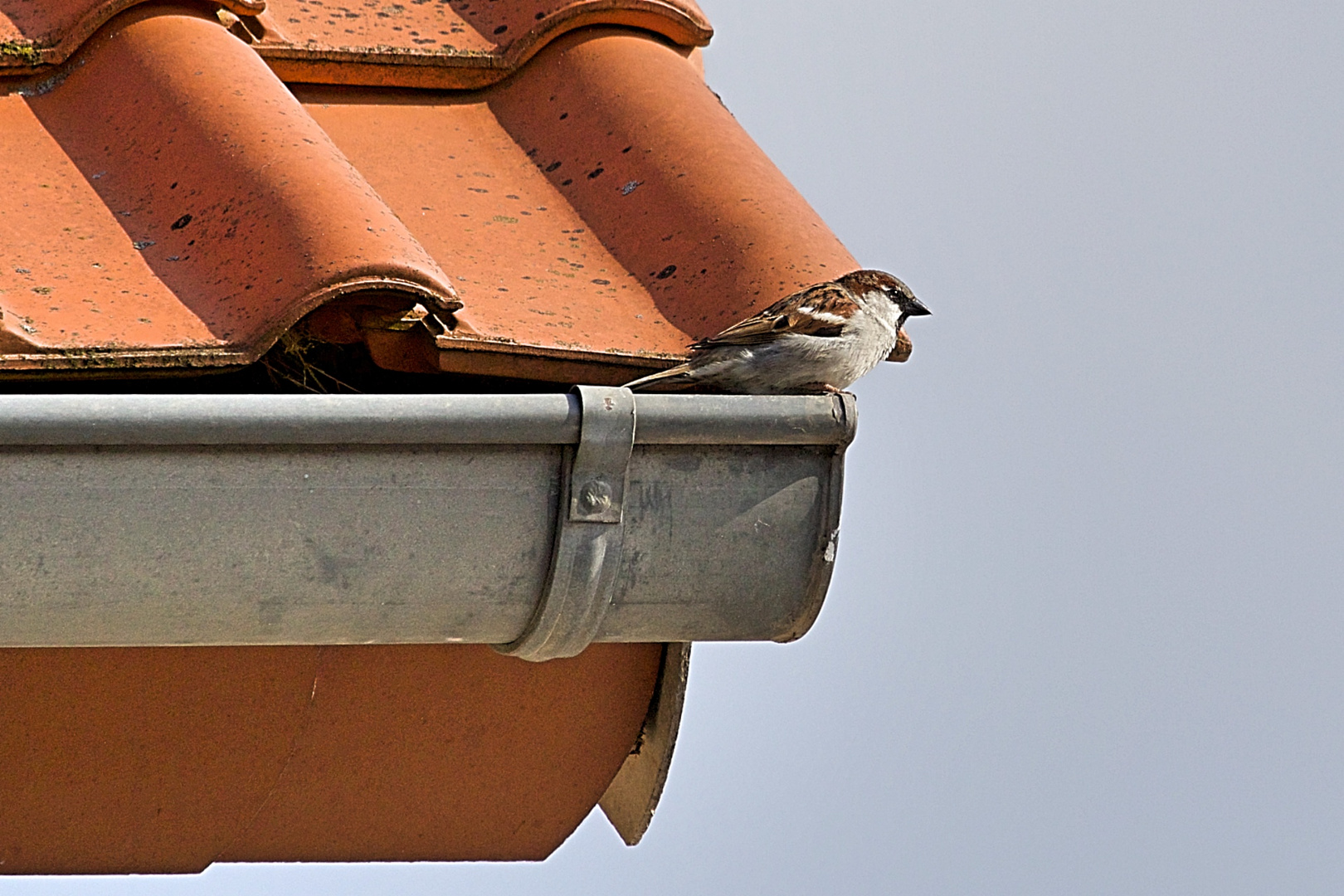 Der Spatz auf dem Dach