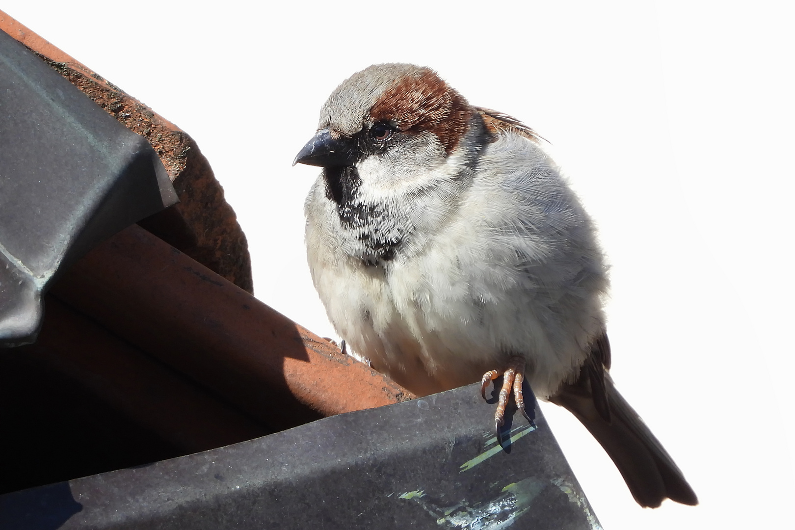 ...Der Spatz auf dem Dach...