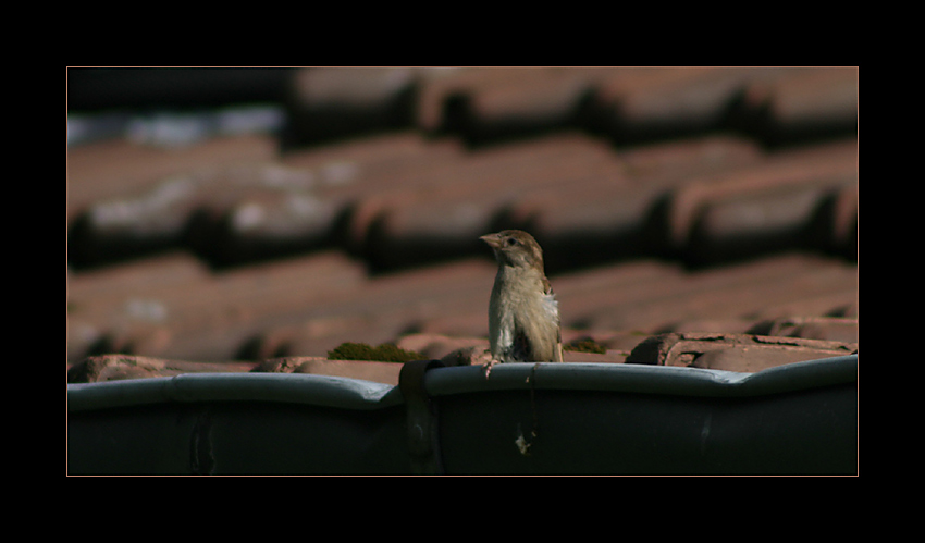 Der Spatz auf dem Dach