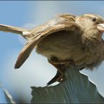 Der Spatz auf dem Dach