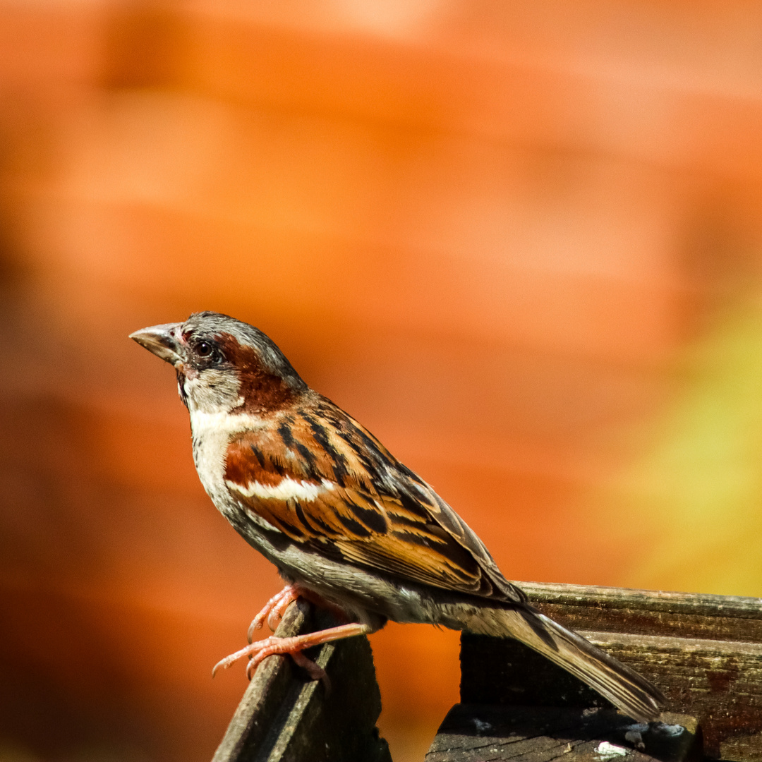 der Spatz auf dem Dach 