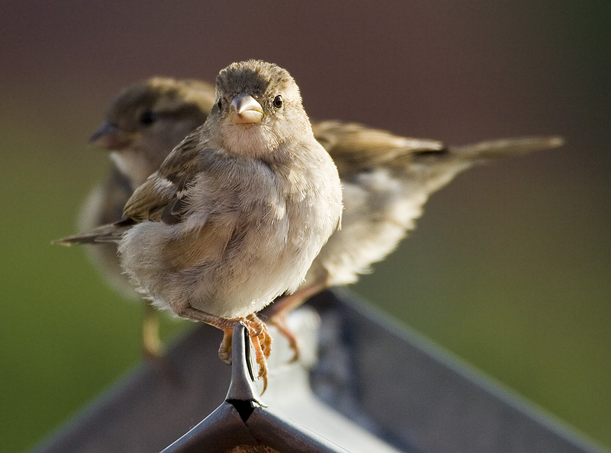 Der Spatz auf dem Dach