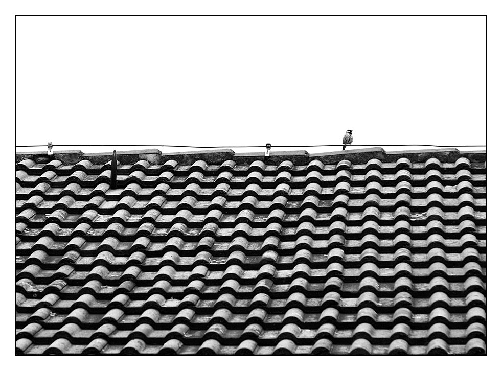 Der Spatz auf dem Dach