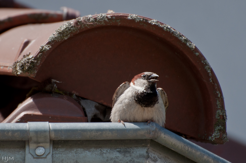 Der Spatz auf dem Dach ...