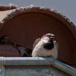 Der Spatz auf dem Dach ...