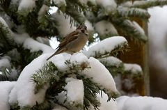 Der Spatz auf dem Weihnachtsbaum