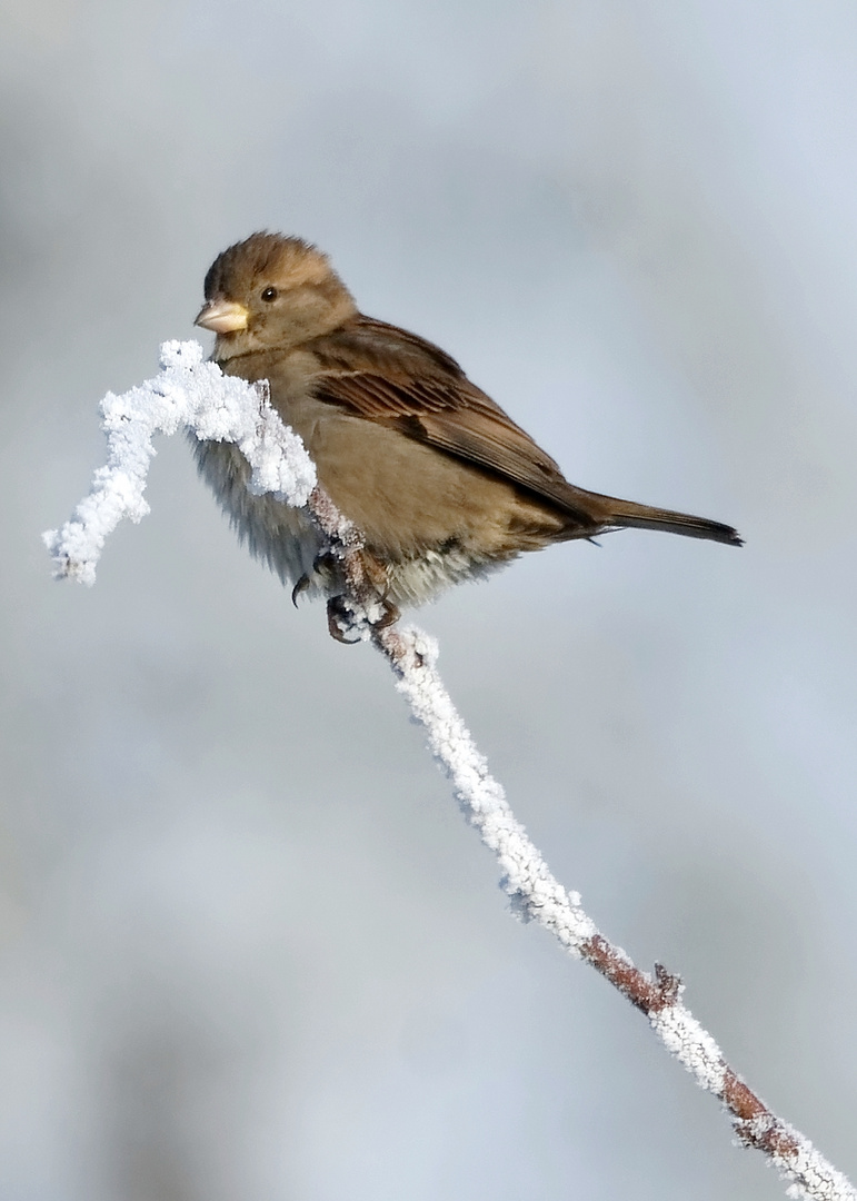 Der Spatz auf dem Zweig...