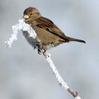 Der Spatz auf dem Zweig...