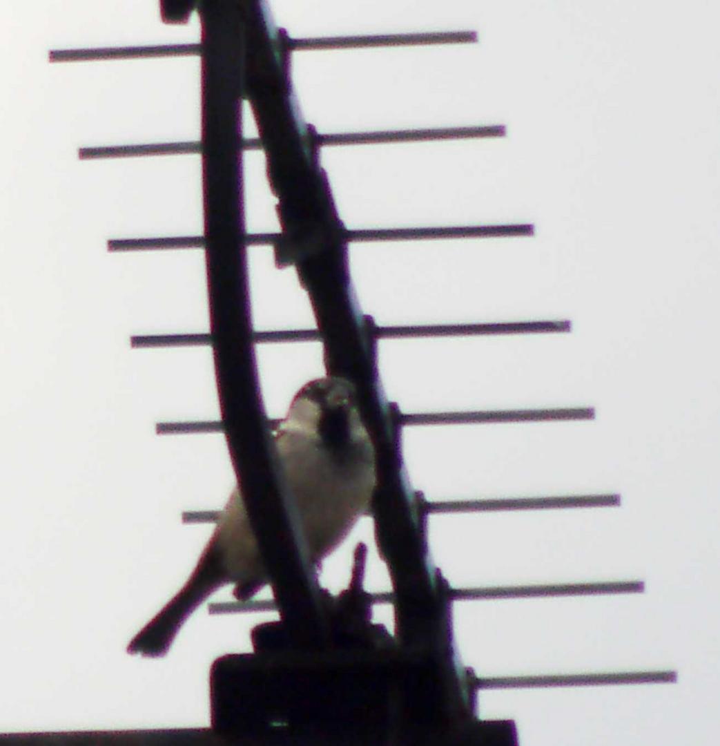 Der Spatz auf der Antenne