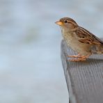 Der Spatz auf der Bank ist besser als die Taube auf dem Dach!