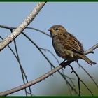 Der Spatz auf der Birke.