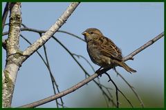 Der Spatz auf der Birke.