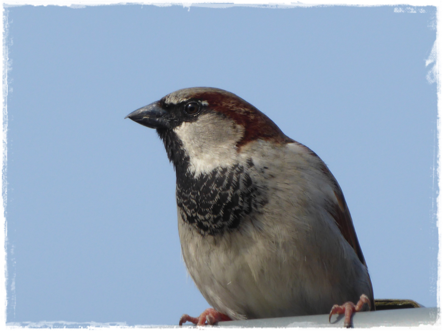 Der Spatz auf der Dachrinne