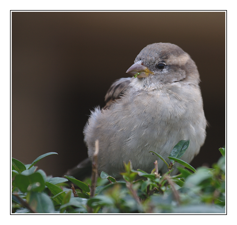 Der Spatz auf der Hecke...