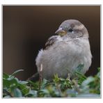 Der Spatz auf der Hecke...