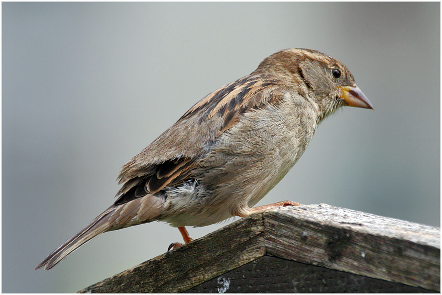 Der Spatz auf der Wandertafel