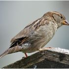 Der Spatz auf der Wandertafel