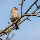 Der Spatz aufm Apfelbaum