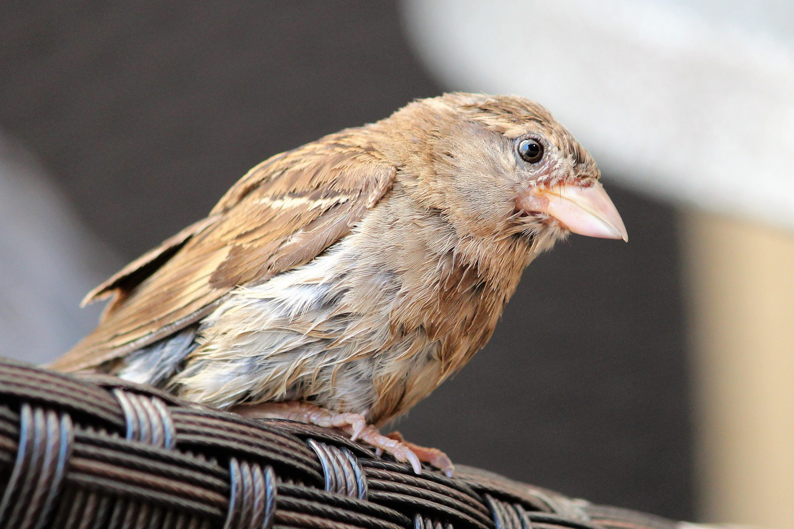 der Spatz aus Neuchâtel