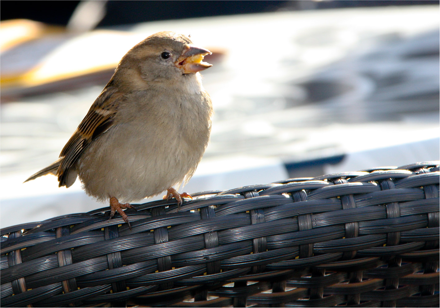 Der Spatz beim Frühstück