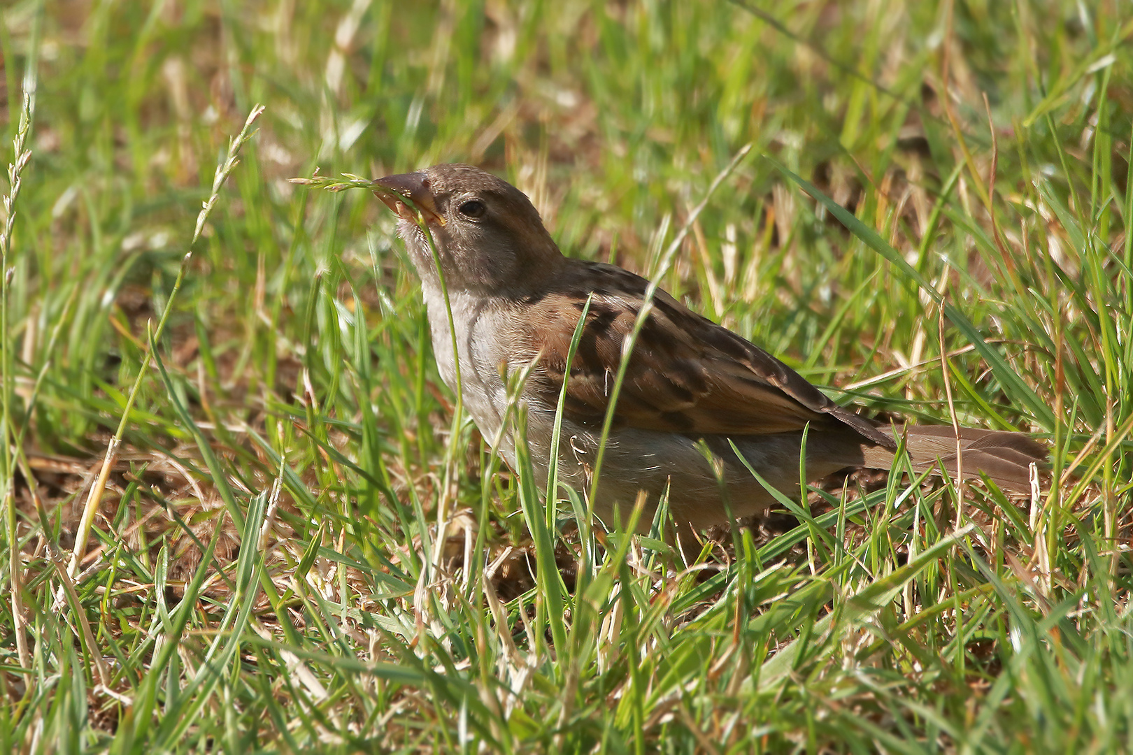 Der Spatz beim Grasgenuß in meinem gepflegten Rasen