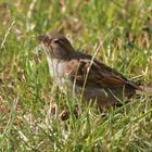 Der Spatz beim Grasgenuß in meinem gepflegten Rasen