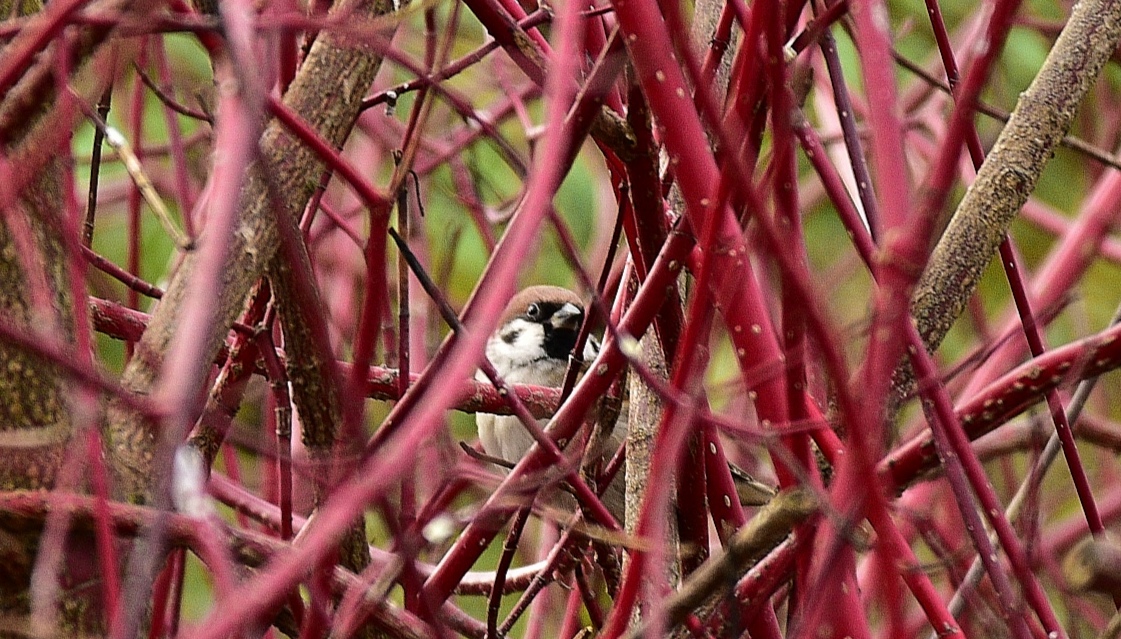 Der  Spatz 