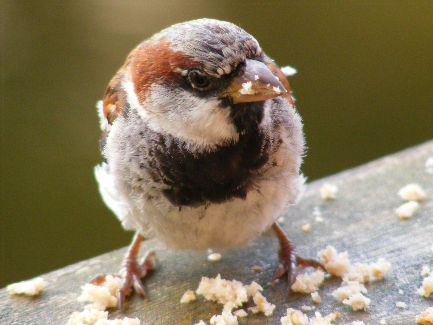 Der Spatz