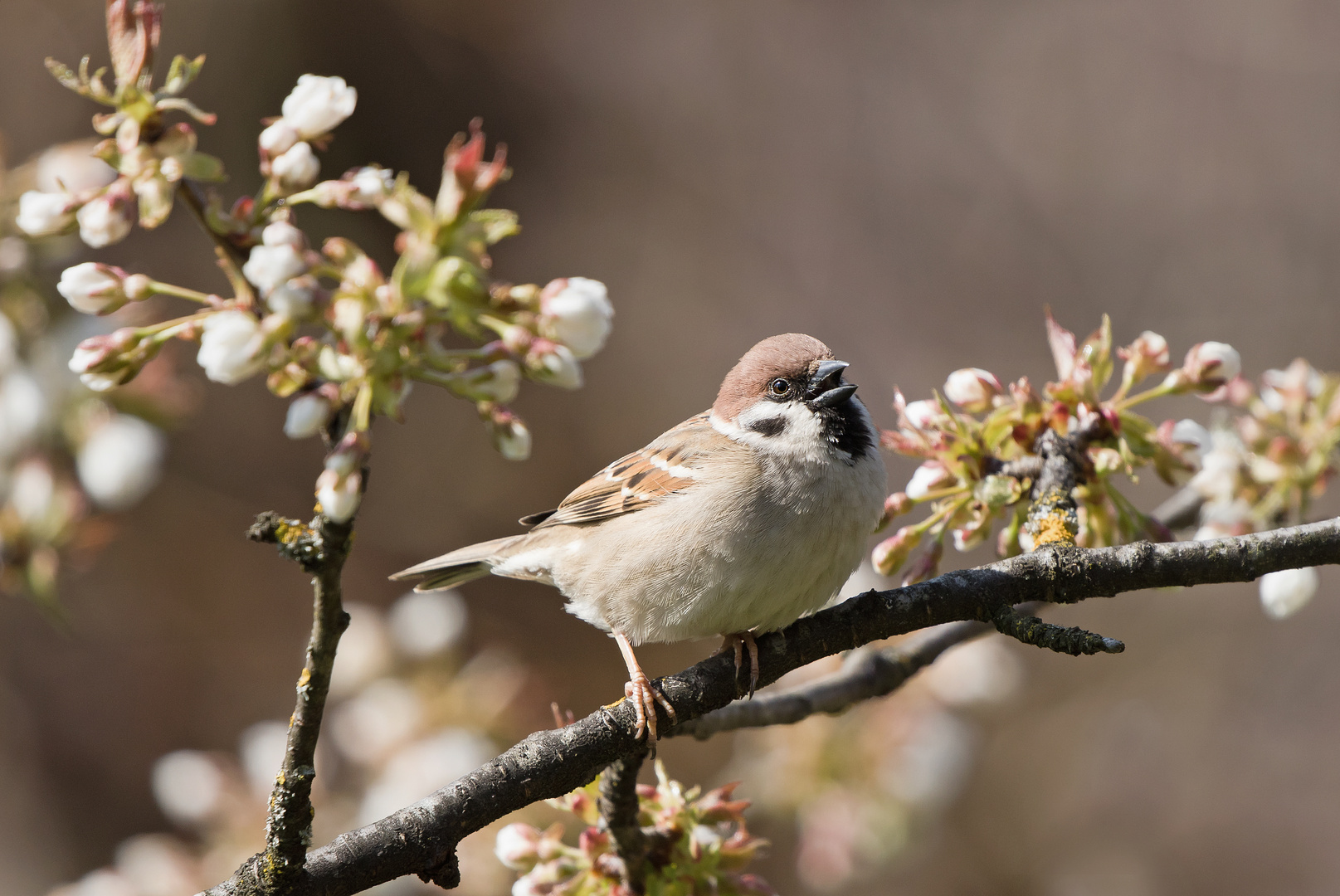 Der Spatz