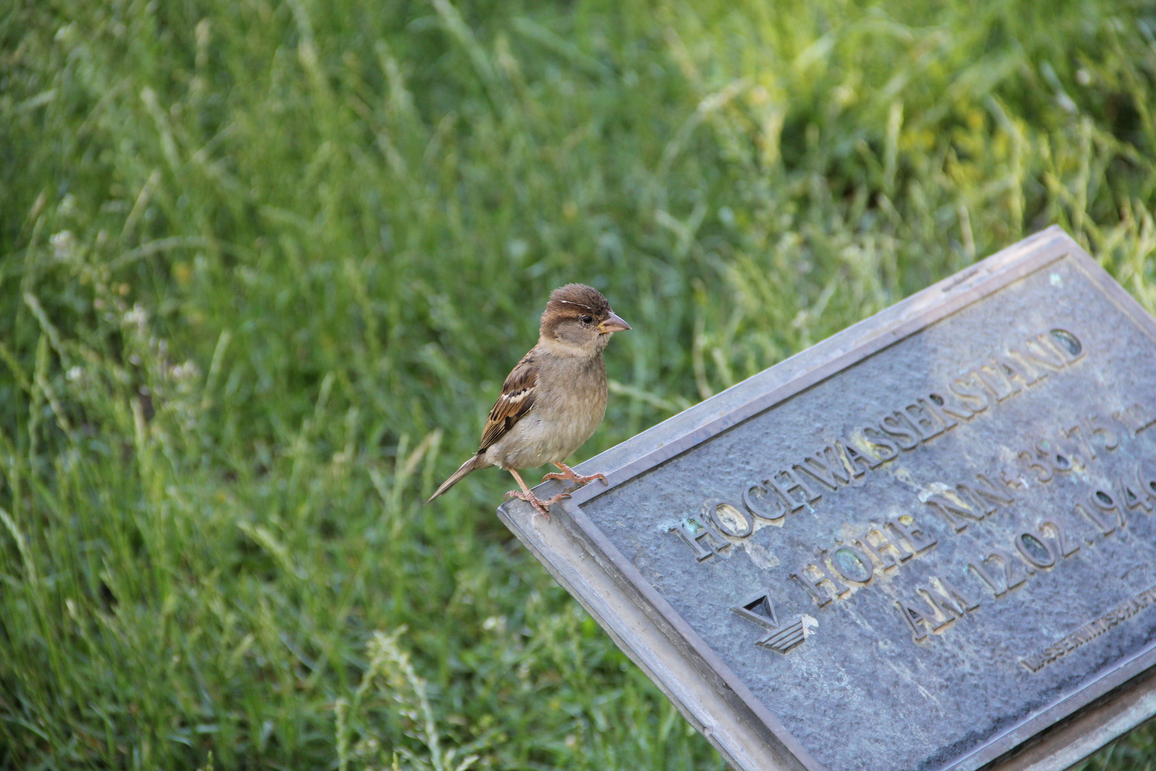 Der Spatz, der auf Hochwasserstand.