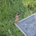 Der Spatz, der auf Hochwasserstand.