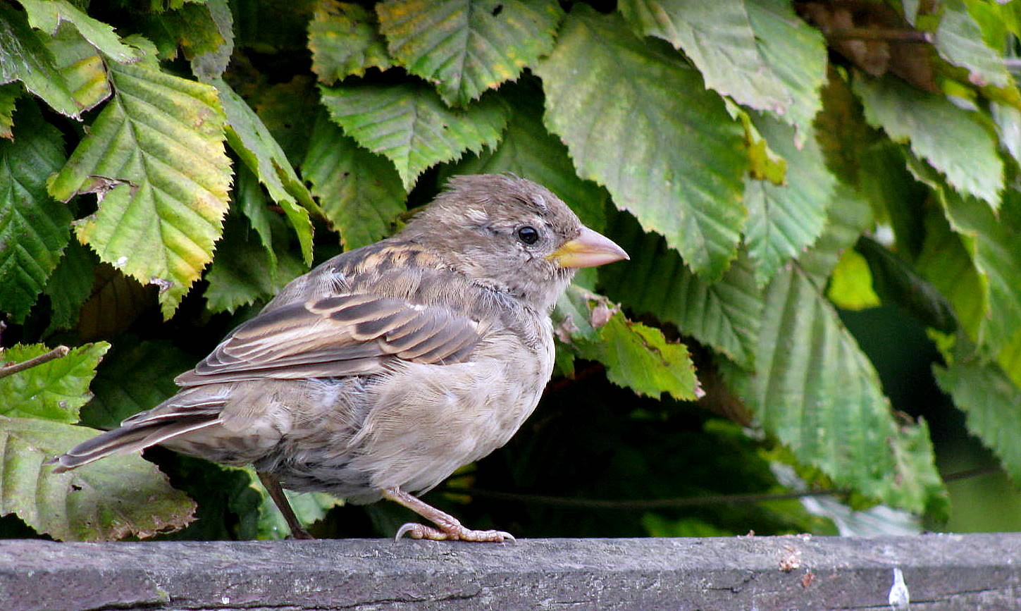 Der Spatz, der pfeift's vom Dach