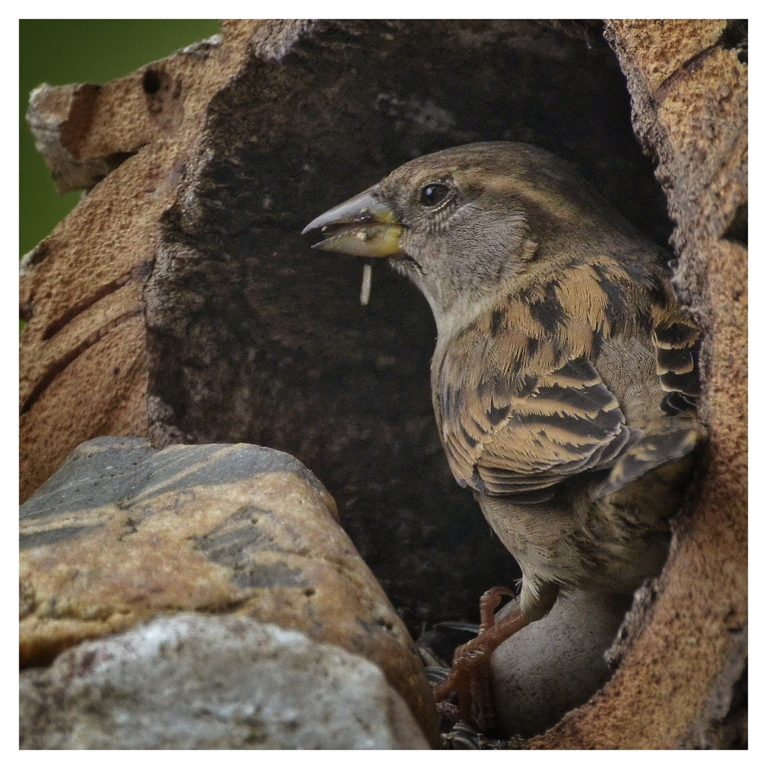 Der Spatz, der Racker