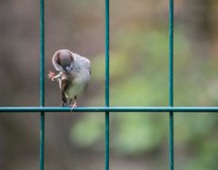 Der Spatz der tanzt allein, tanzt allein auf einem Bein...