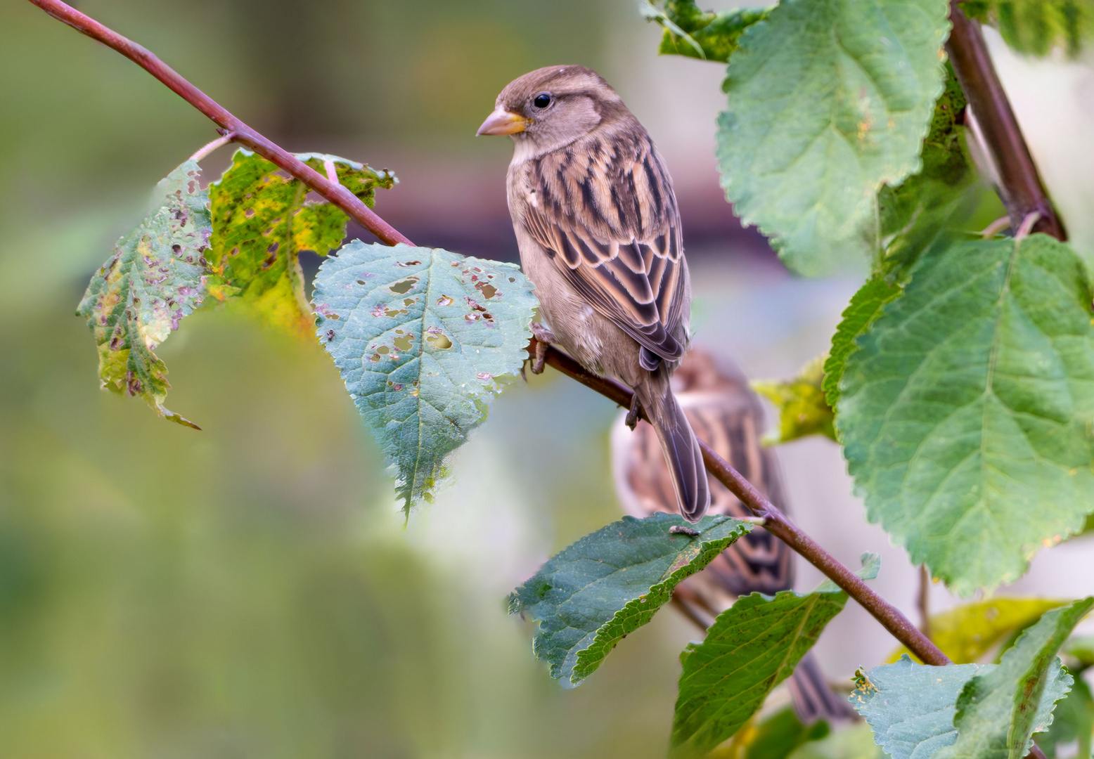 Der Spatz