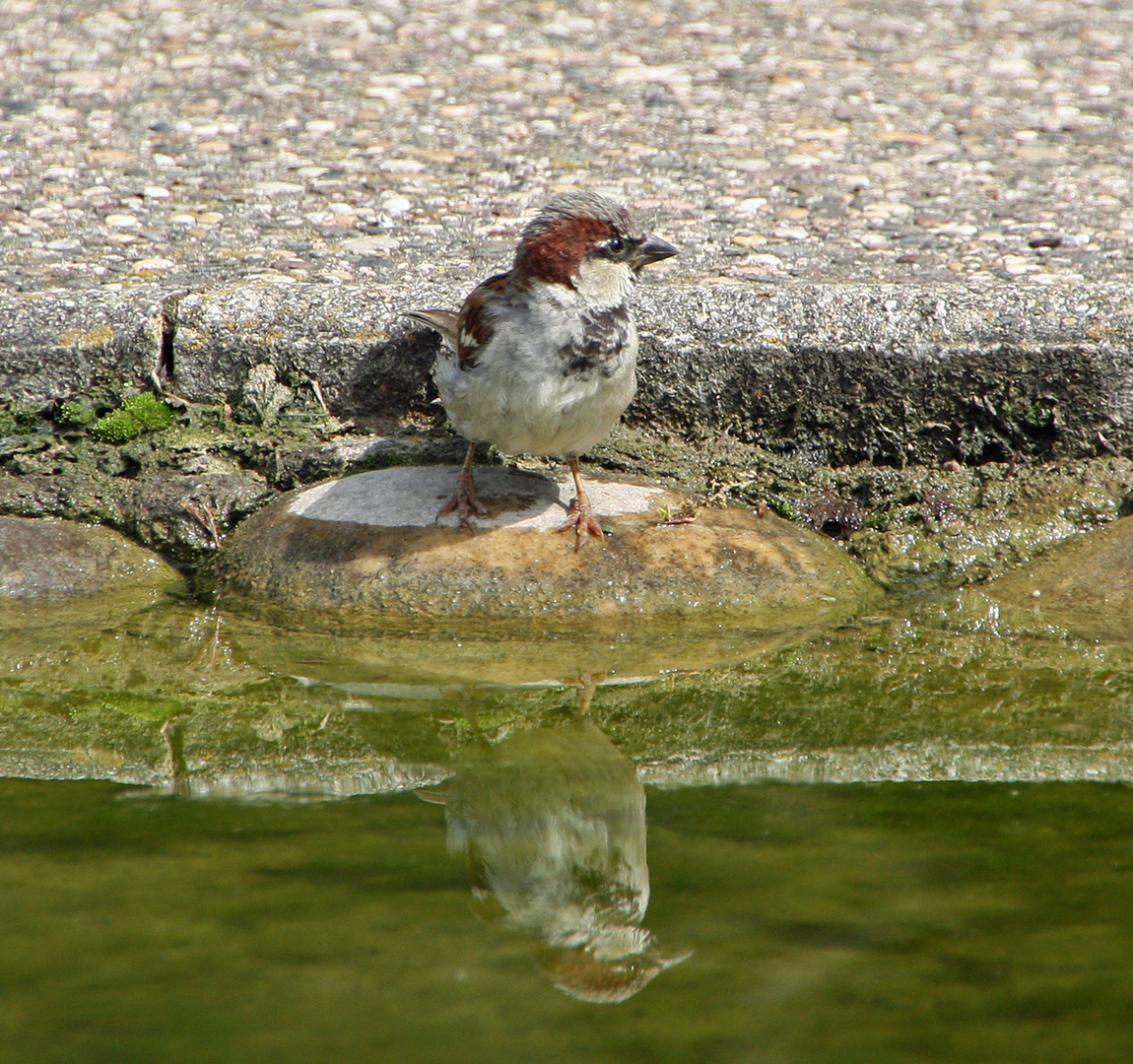 Der Spatz....