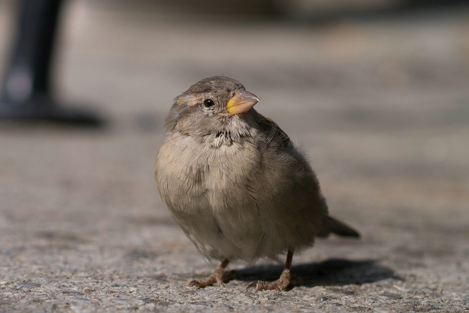 Der Spatz