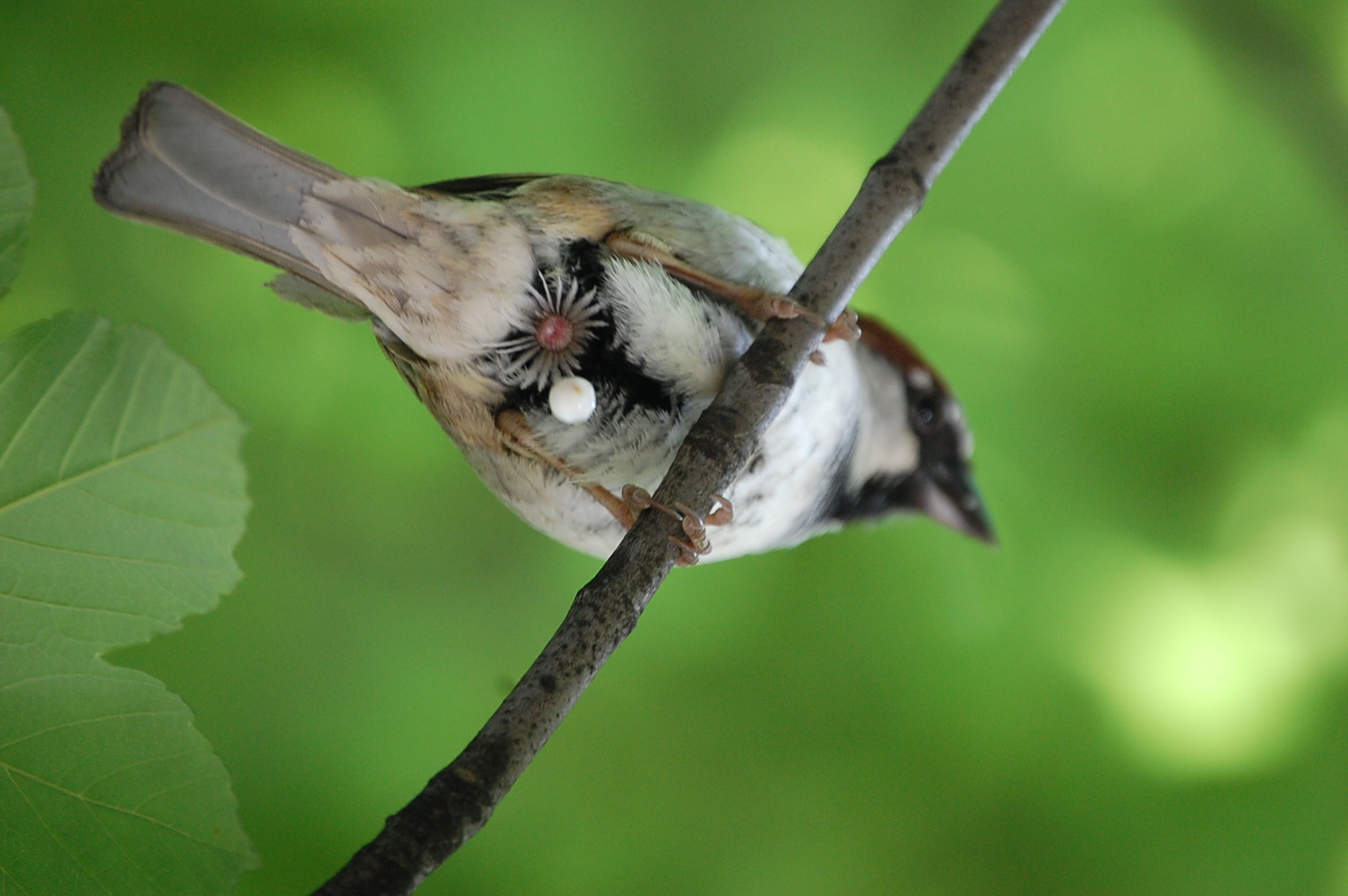 der Spatz