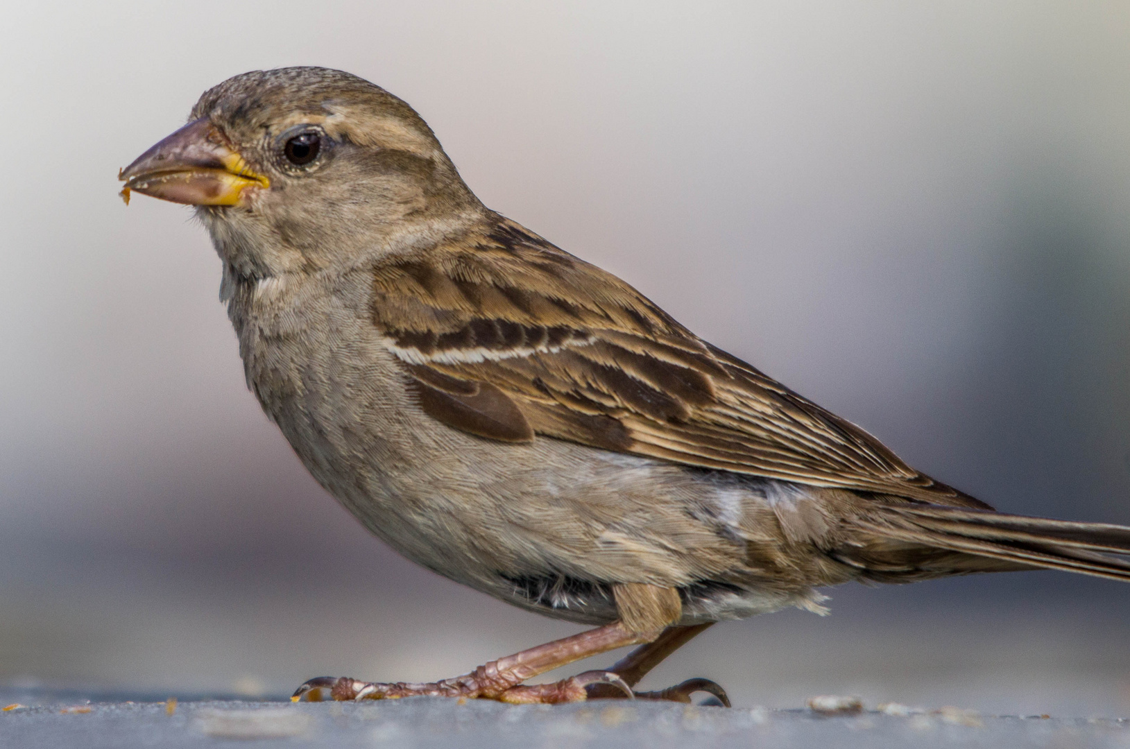 der Spatz, ein Schatz