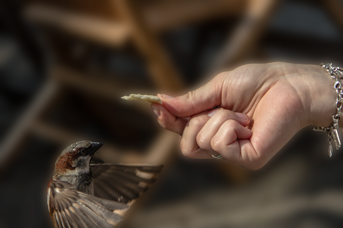 Der Spatz frisst aus der Hand