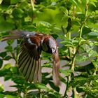 Der Spatz fühlte sich beobachtet...