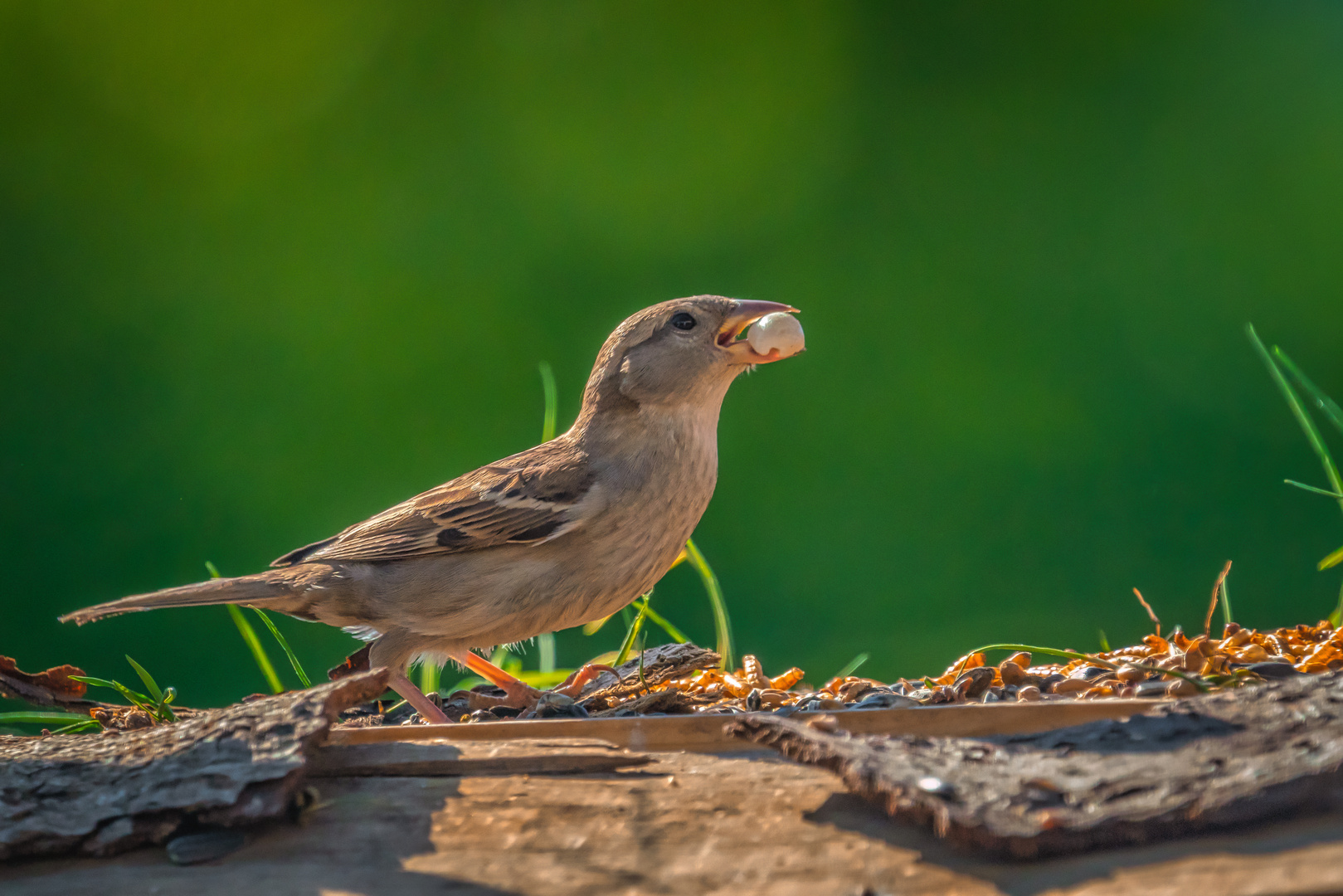 Der Spatz hat jetzt die Schnauze voll