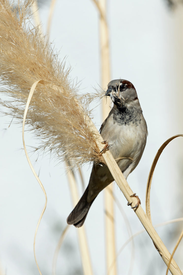 Der Spatz - Haussperling