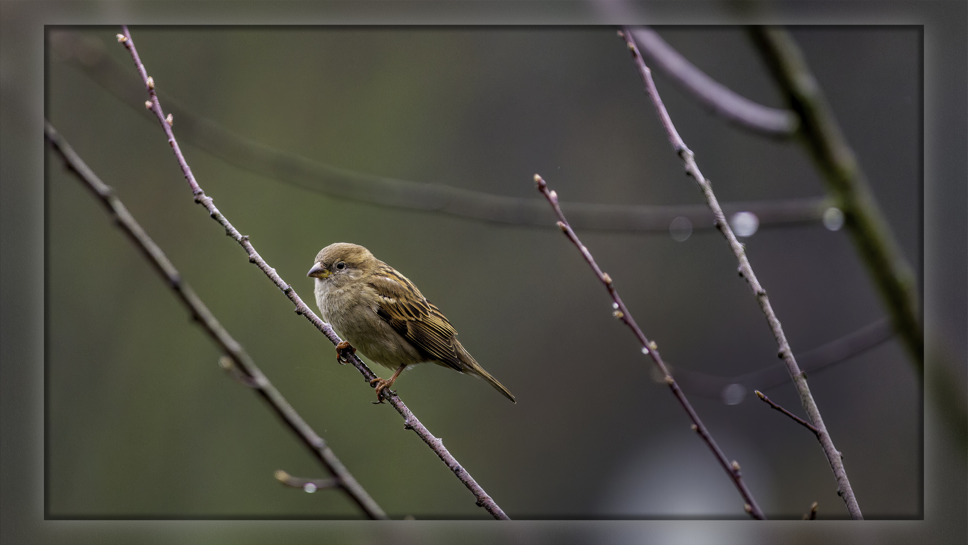 Der Spatz ( Haussperling  )