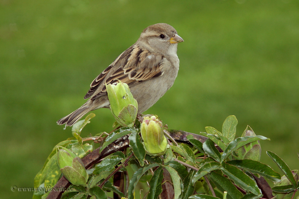 Der Spatz (Haussperling).