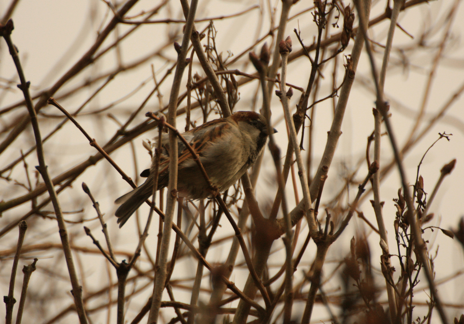 Der Spatz im Flieder