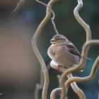 Der Spatz im Garten