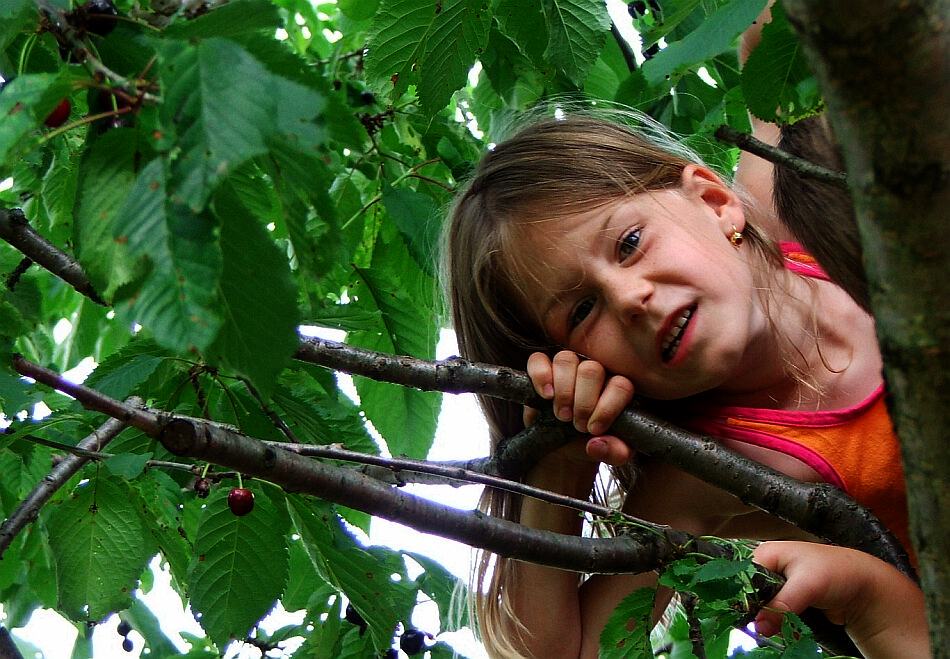 Der Spatz im Kirschbaum 3